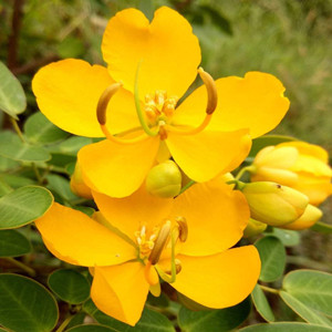 Seeds of sophora xanthantha