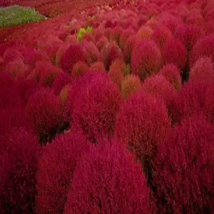 Seeds of mixed bassia scoparia
