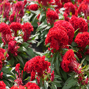Celosia seeds