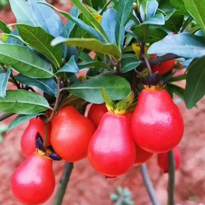 Seeds of diospyros armata