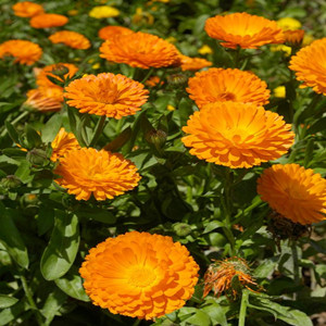 Seeds of calendula officinalis