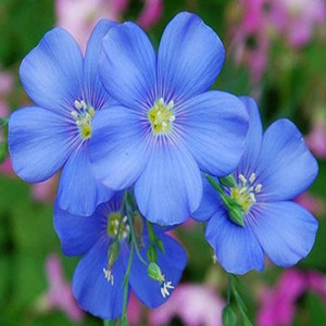 Seeds of blue flowered linen