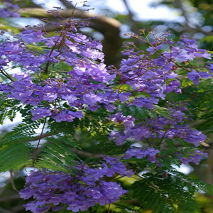 Jacaranda seeds