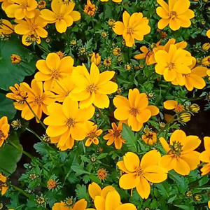 Seeds of cosmos sulphureus