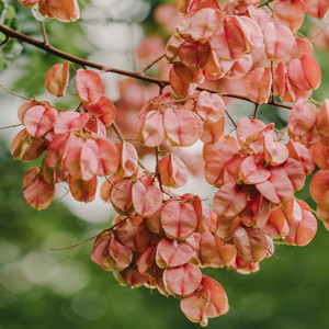 Seeds of goldenrain tree