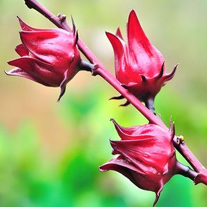 Roselle seeds