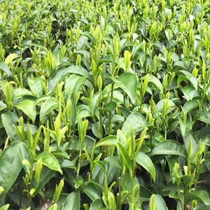 Seeds of Maojian tea