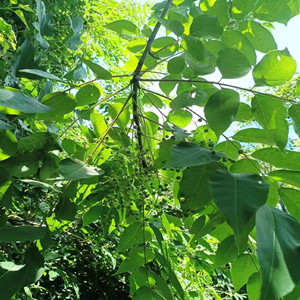 Seeds of lacquer tree