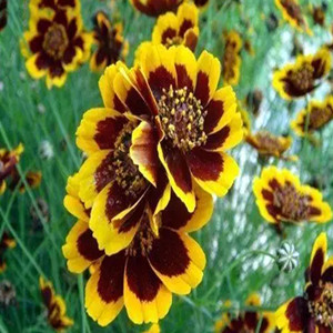 Seeds of sanvitalia procumbens