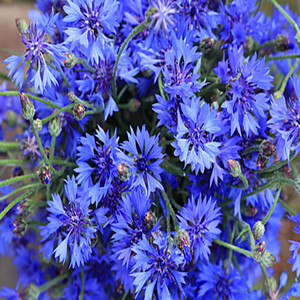 Cornflower seeds