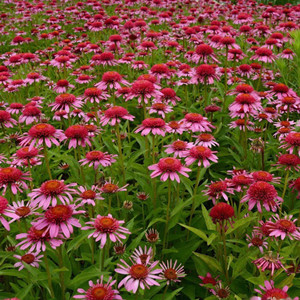 Echinacea seeds