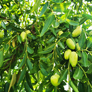 Seeds of wild jujube tree
