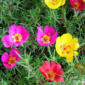 Seeds of portulaca grandiflora