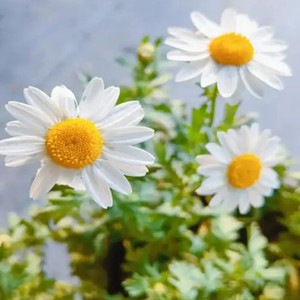 Seeds of mauranthemum paludosum