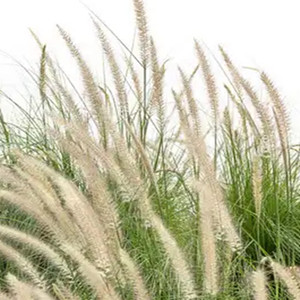 Seeds of imperata cylindrica