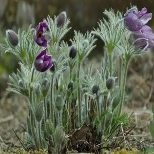 Pulsatilla seeds