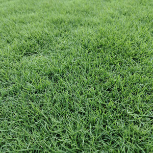 Four seasons green lawn seeds