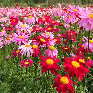 Seeds of tanacetum cinerariifolium