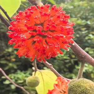 Seeds of broussonetia papyrifera of large leaves