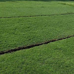 Seeds of axonopus compressus