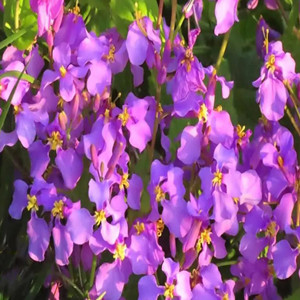 Seeds of orychophragmus violaceus