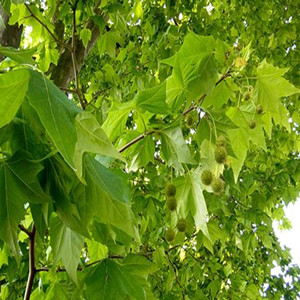 Seeds of platanus orientalis