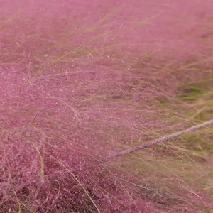 Seeds of muhlenbergia capillaris