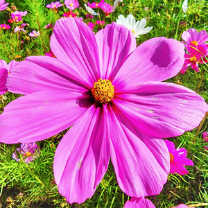 Seeds of Gesang flower