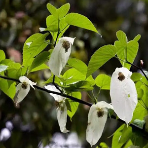 Seeds of dove tree