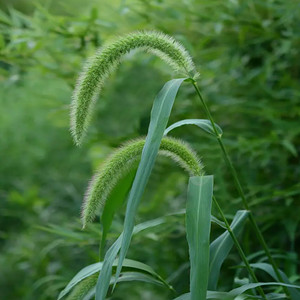 Seeds of green bristlegrass