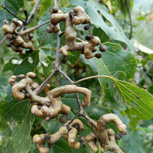 Seeds of honey raisin tree
