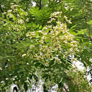Seeds of sophora japonica