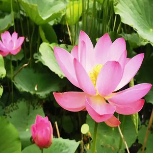 Seeds of lotus flower