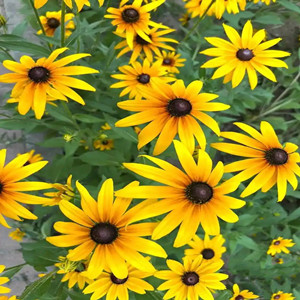 Seeds of rudbeckia hirta