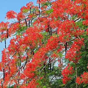 Seeds of delonix regia