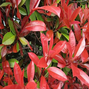 Seeds of photinia fraseri