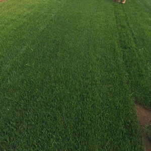 Seeds of festuca elata