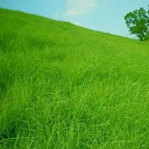 Seeds of slope green lawn