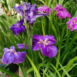 Seeds of iris ensata