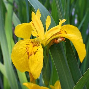 Seeds of iris pseudacorus