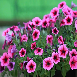 Seeds of mixed ipomoea nil