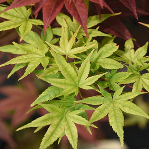 Seeds of acer palmatum thunb