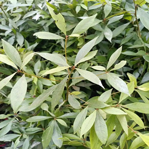 Seeds of phoebe zhennan