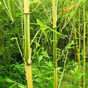 Seeds of phyllostachys aureosulcata