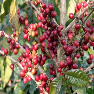 Seeds of coffee tree