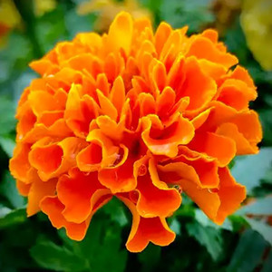 Seeds of tagetes patula