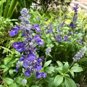 Seeds of salvia farinacea benth