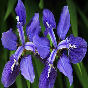 Seeds of iris tectorum