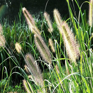 Seeds of green pennisetum alopecuroides
