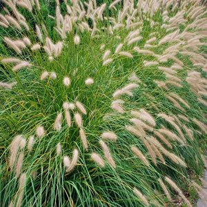 Seeds of pink pennisetum alopecuroides